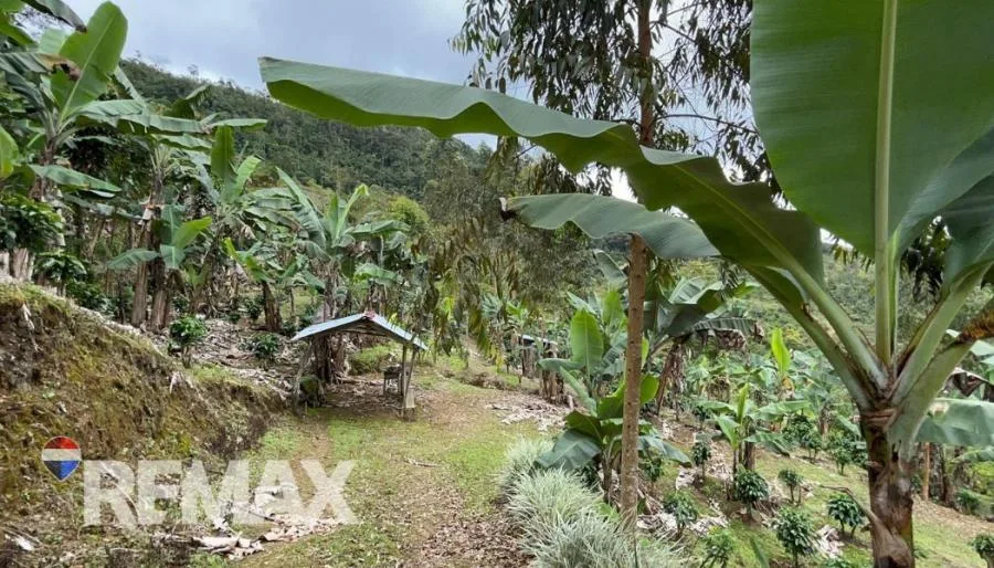 HERMOSA FINCA CAFETALERA EN LA ESE DE PÁRAMO, PÉREZ ZELEDÓN - Venta en Perez Zeledón — photo 3