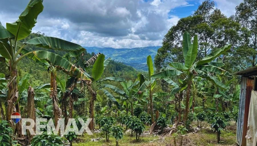 HERMOSA FINCA CAFETALERA EN LA ESE DE PÁRAMO, PÉREZ ZELEDÓN - Venta en Perez Zeledón — photo 5