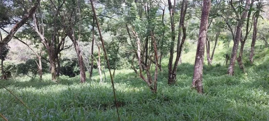 Explora la Belleza Natural de Tabarcia de Mora, venta de propiedad - Venta en Mora