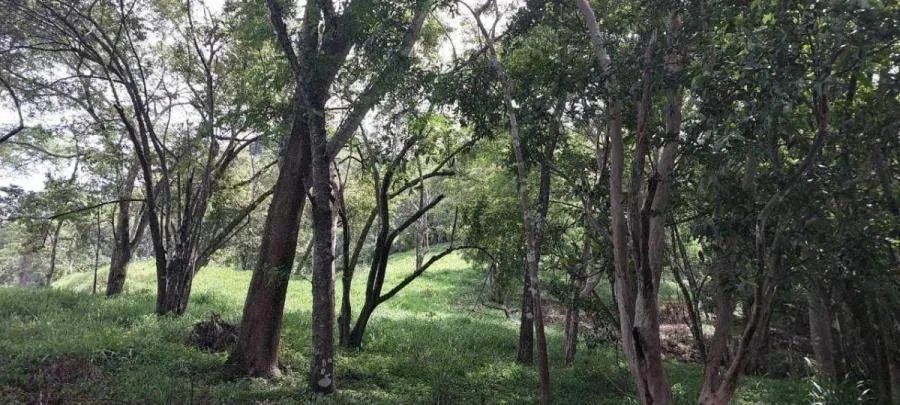 Explora la Belleza Natural de Tabarcia de Mora, venta de propiedad - Venta en Mora — photo 5