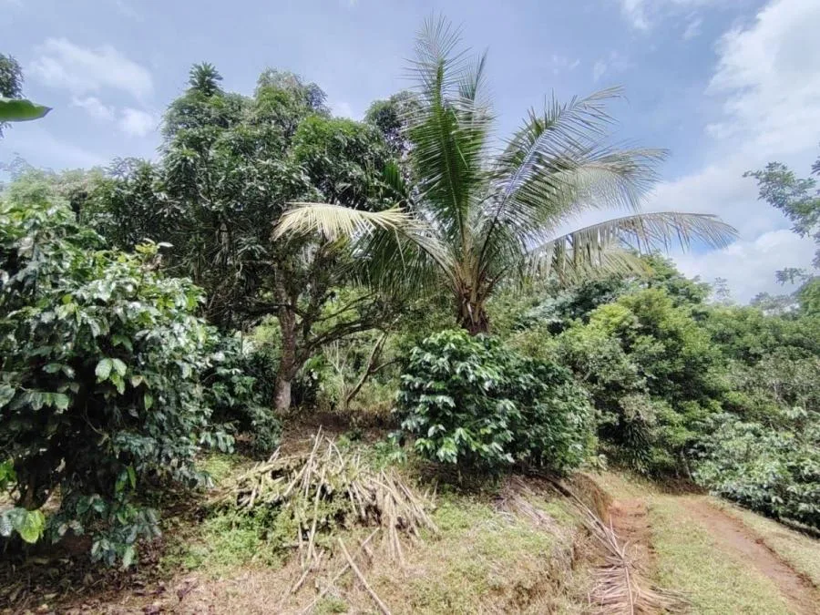 LOTE EN VENTA EN COSTA RICA NATURALEZA Y PRIVACIDAD - Venta en Perez Zeledón