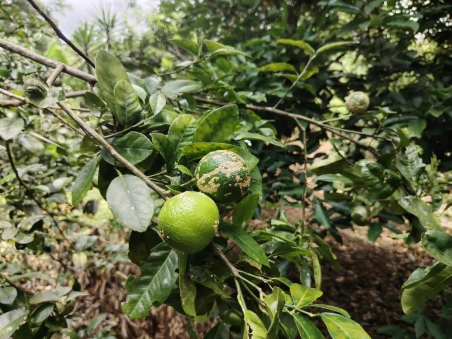 LOTE EN VENTA EN COSTA RICA NATURALEZA Y PRIVACIDAD - Venta en Perez Zeledón — photo 4