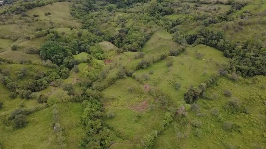En venta: 3.8 hectáreas en Pérez Zeledón con quebrada, árboles frutales y vistas impresionantes. - Venta en Perez Zeledón — photo 4