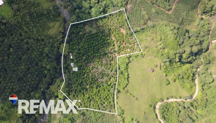 FINCA PRODUCTIVA DE MAMÓN CHINO EN VENTA – PÉREZ ZELEDÓN - Venta en Perez Zeledón