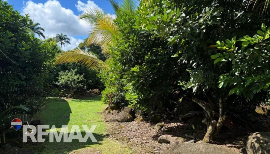 FINCA PRODUCTIVA DE MAMÓN CHINO EN VENTA – PÉREZ ZELEDÓN - Venta en Perez Zeledón — photo 4