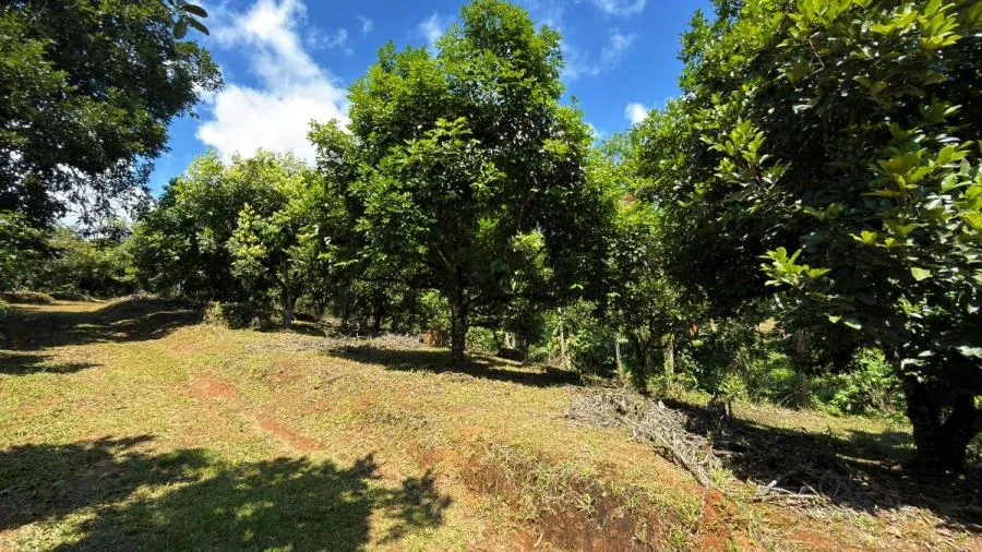 FINCA PRODUCTIVA EN VENTA – PUEBLO NUEVO DE CAJÓN, PÉREZ ZELEDÓN - Venta en Perez Zeledón — photo 2