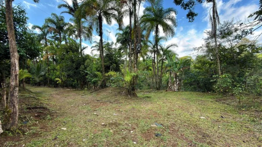 FINCA PRODUCTIVA EN VENTA – PUEBLO NUEVO DE CAJÓN, PÉREZ ZELEDÓN - Venta en Perez Zeledón — photo 5