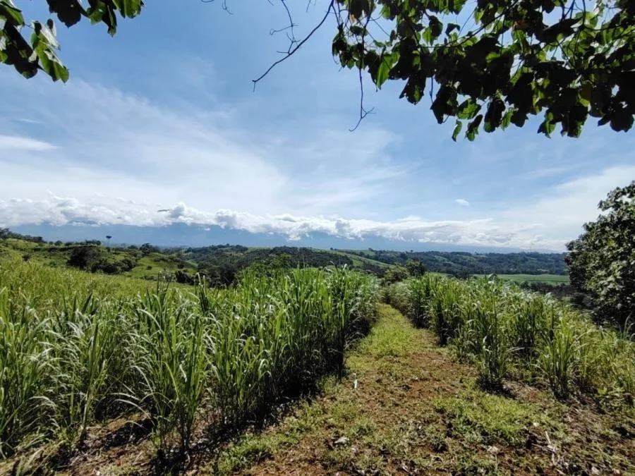 EN VENTA-PARAÍSO DE 205.799M²A LA ORILLA DEL RÍO, COSTA RICA - Venta en Perez Zeledón