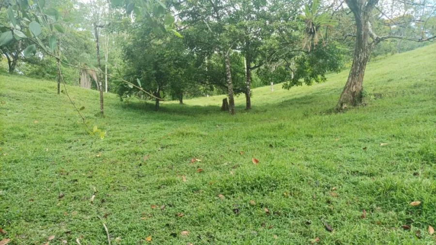 VENTA DE FINCAS EN LA PENÍNSULA DE OSA - Venta en Golfito
