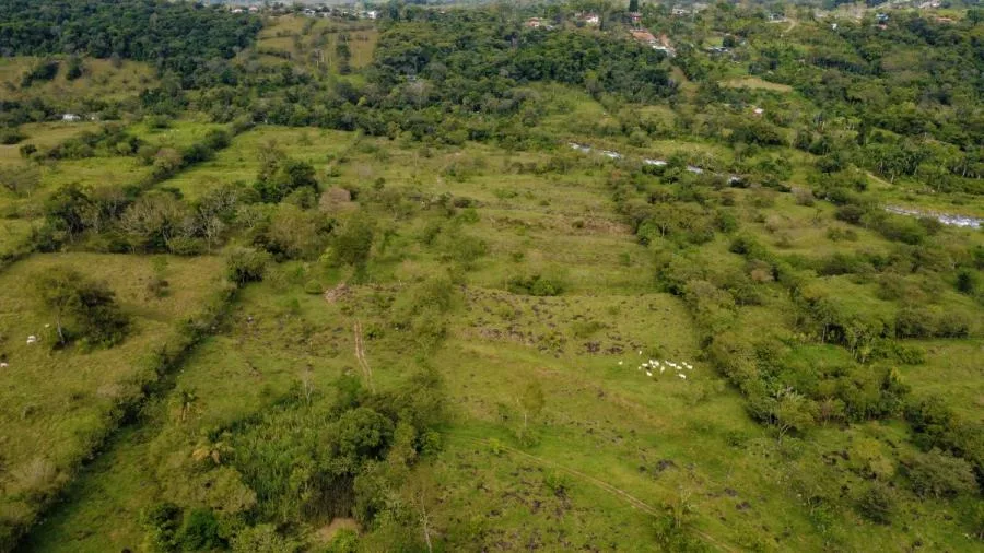 PROPIEDAD PLANA DE 9.21 HECTÁREAS EN VENTA – MIRAFLORES, PÉREZ ZELEDÓN - Venta en Perez Zeledón — photo 3