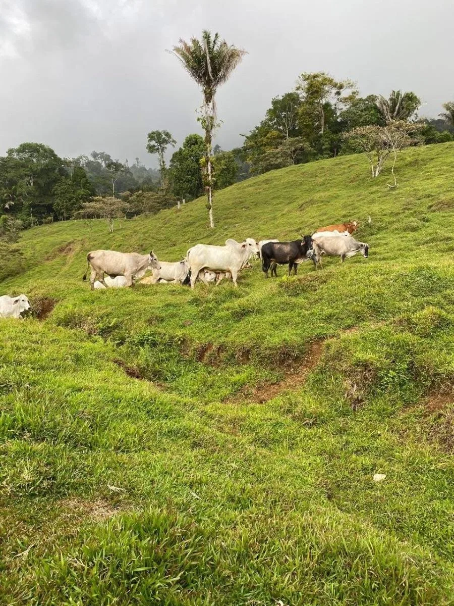 Finca en Venta en Siquirres, Limón  76 Hectáreas con Río y Catarata - Venta en Sarapiquí