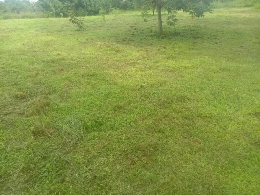 UNA INVERSIÓN QUE VALE LA PENA! &amp;#127969; FINCA ENCANTADORA EN VENTA EN OROTINA, ALAJUELA - Venta en Orotina