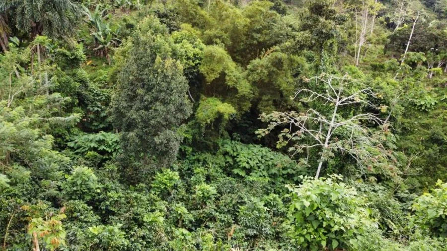 VENTA DE LOTE CON VISTAS DE ENSUEÑO EN PLATANARES - Venta en Perez Zeledón — photo 2