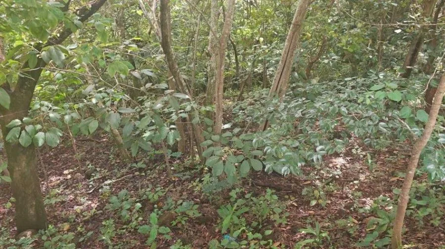 Venta de Lote en Turrubares, San José. RAH 26-1269 - Venta en Turrubares — photo 4