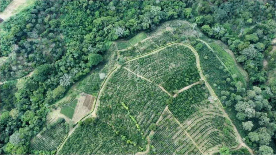FINCA EN VENTA, ALAJUELA, NARANJO, CAFE DE ALTURA - Venta en Naranjo