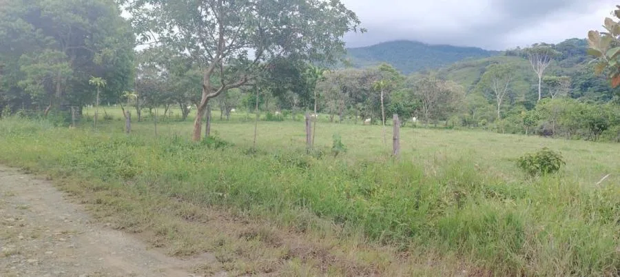 TERRENO 1Ha PLANO,CON NACIENTE Y VISTA AL CHIRRIPO,RIVAS PZ. - Venta en Perez Zeledón — photo 4