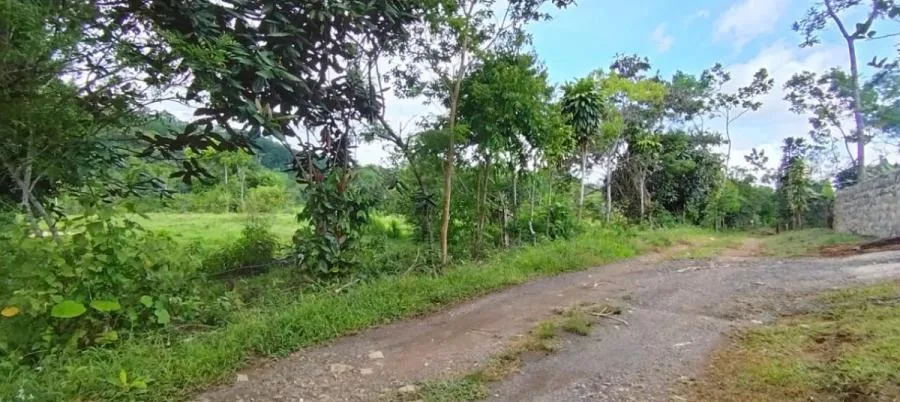 TERRENO 1Ha PLANO,CON NACIENTE Y VISTA AL CHIRRIPO,RIVAS PZ. - Venta en Perez Zeledón — photo 5