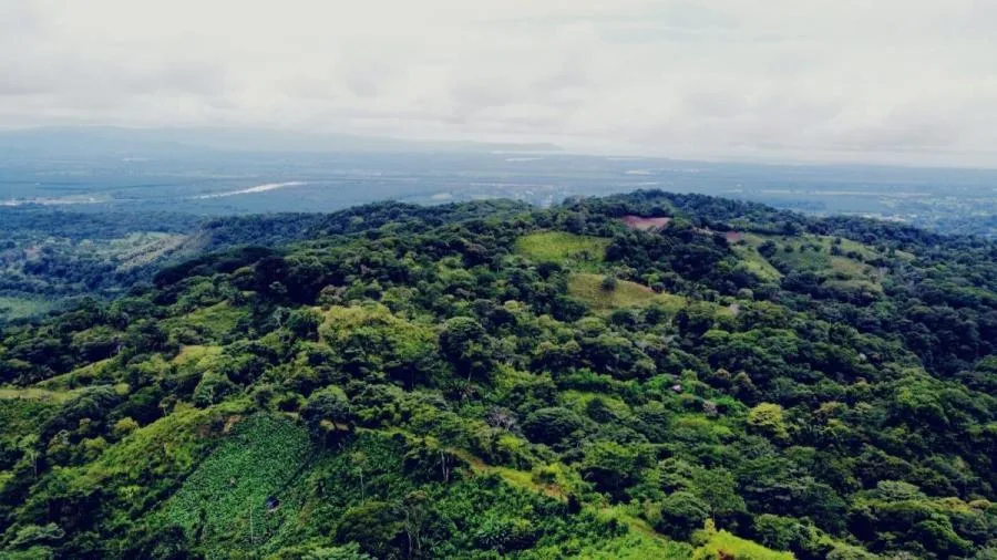 SE VENDE FINCA DE 42 HECTÁREAS EN OSA CON HERMOSAS VISTAS. - Venta en Osa