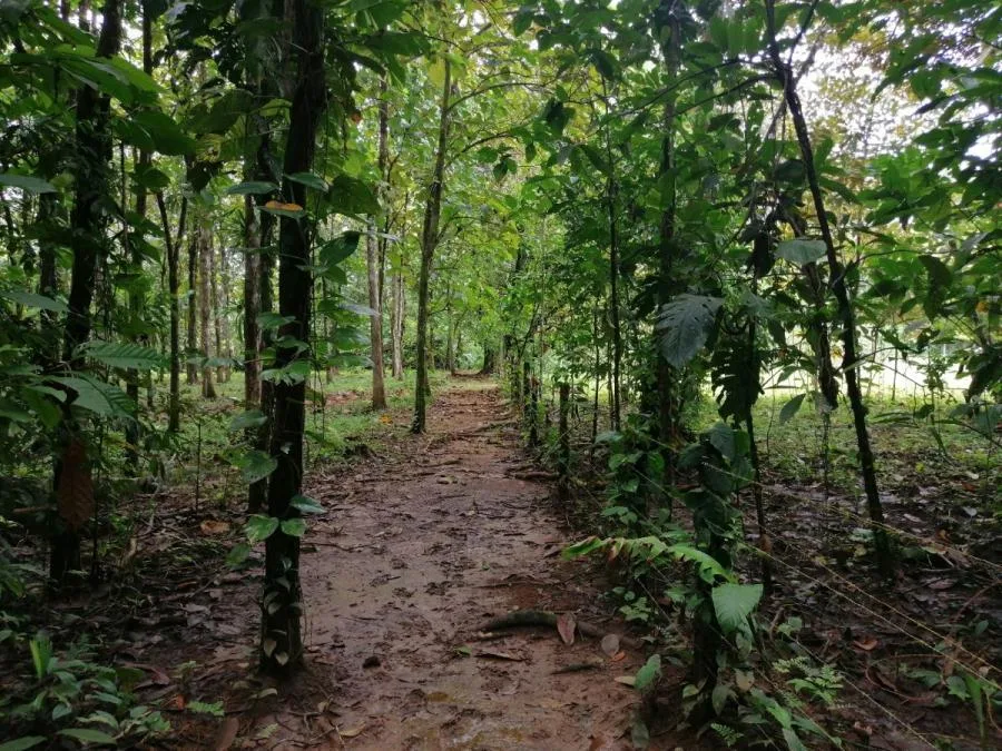 FINCAS EN VENTA EN PUNTARENAS, ZONA SUR, PENINSULA DE OSA - Venta en Osa