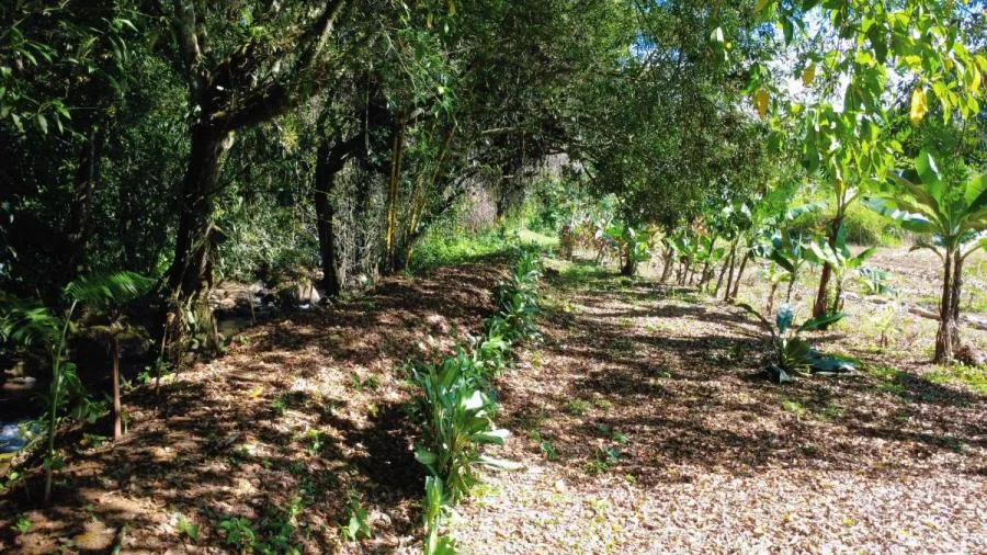 LOTE PLANO EN VENTA EN LAS MERCEDES DE CAJÓN, PÉREZ ZELEDÓN – 3.121 m² CON RÍO - Venta en Perez Zeledón — photo 5