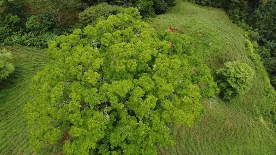 EN VENTA PROPIEDAD CON NACIENTES Y CASCADAS - Venta en Perez Zeledón — photo 2