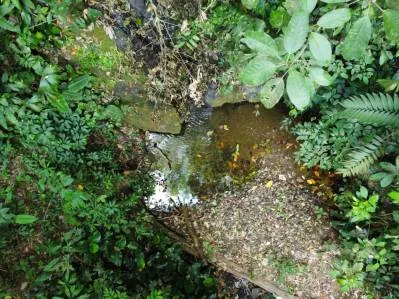 Unique property with creek and waterfall in lush jungle