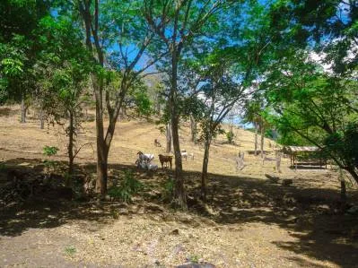 Dos Fincas de Desarrollo con 105 Ha en Venta en Balsa, Atenas – ¡Precio Reducido!, photo 3