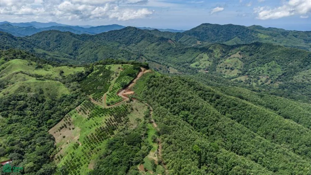 Finca en Maquenco – 7.9 ha de Naranjales con Vista