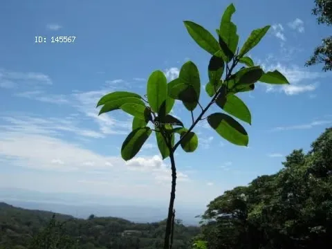 FINCA FOR SALE 15 MINUTES FROM MONTE VERDE