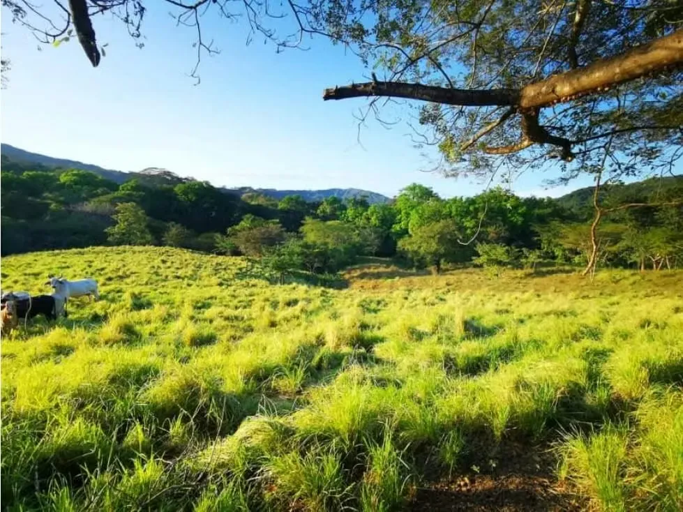 VENTA DE FINCA, PUNTARENAS, MONTAÑA GRANDE, LEPANTO