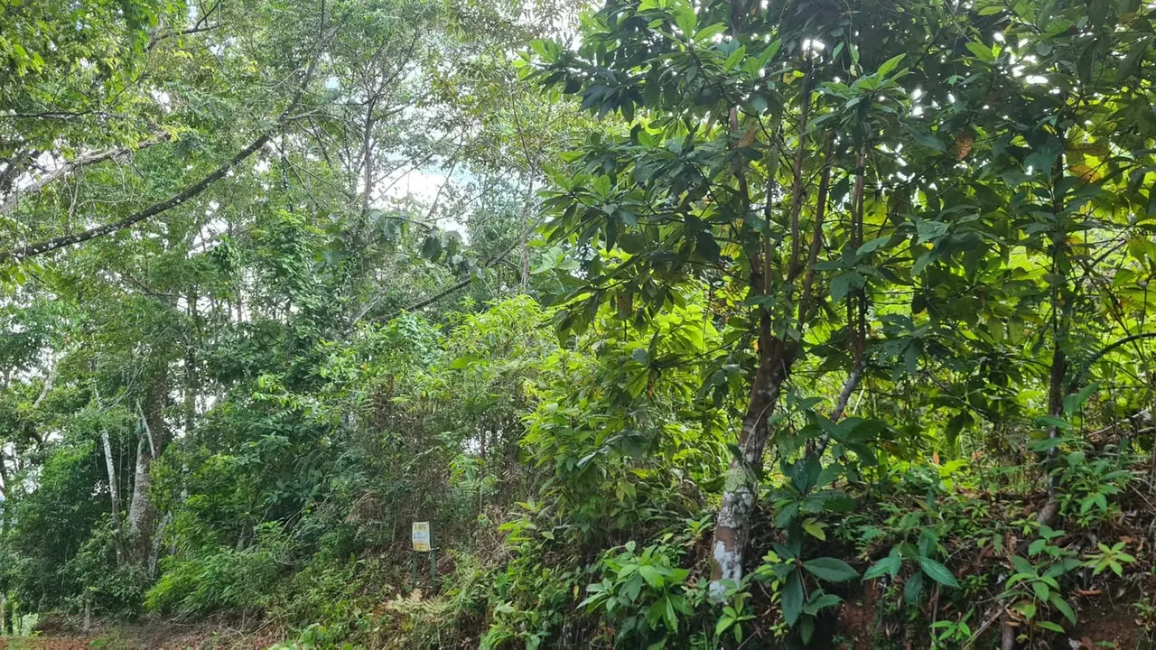 Venta lindo lote en Platanillo - PZ, bosque con vista cerca de Dominical