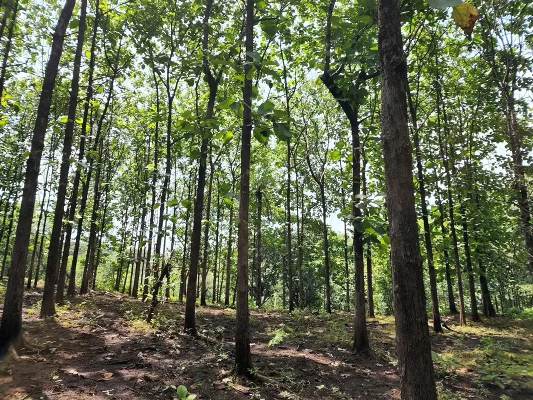 SE VENDE FINCA AGRICOLA EN OROTINA