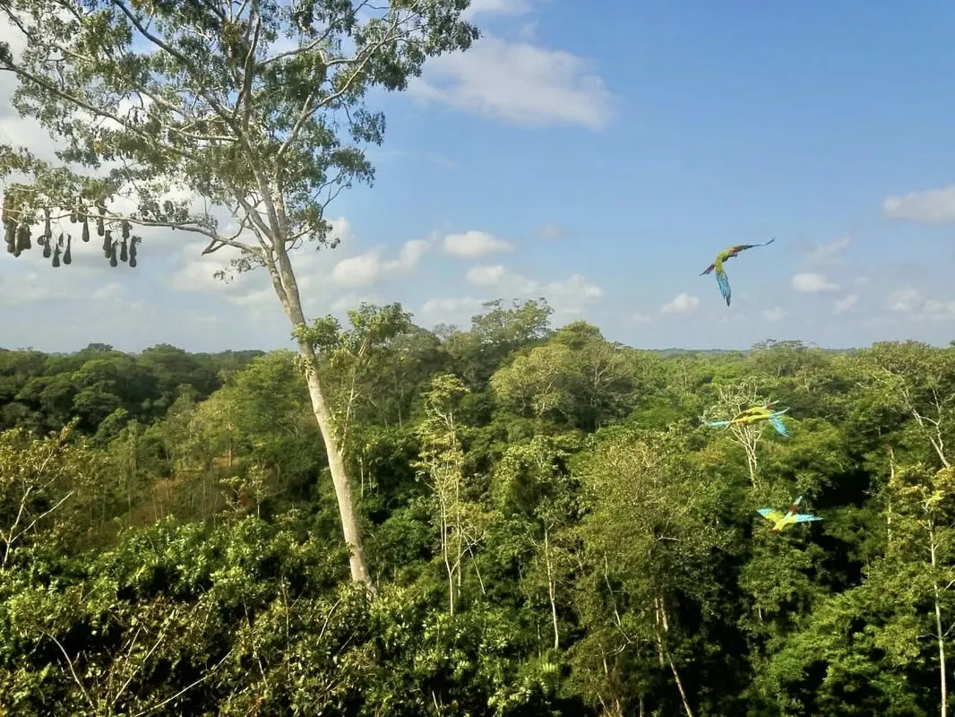 For sale farm located in Betania de Cutris San Carlos, great nature, rain forest.