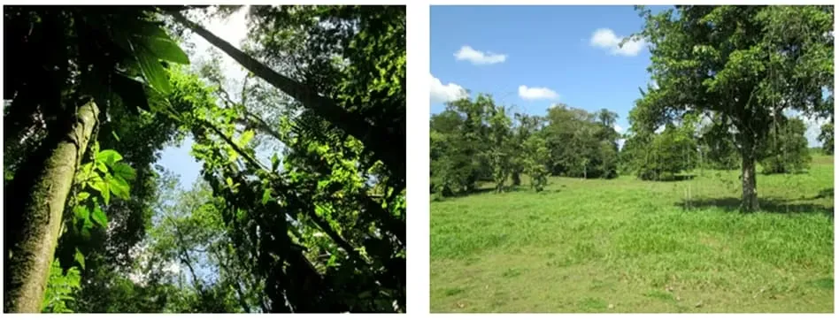 It sells property of 135 ha located in the province of Heredia, canton