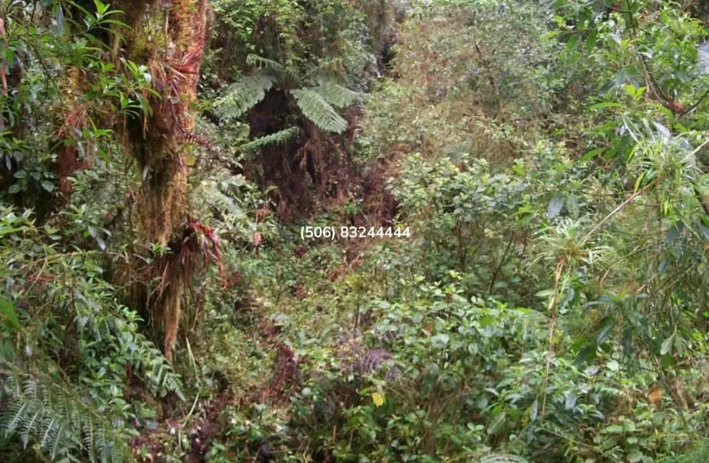 LAND FOR SALE IN CERRO DE LA MUERTE — photo 2