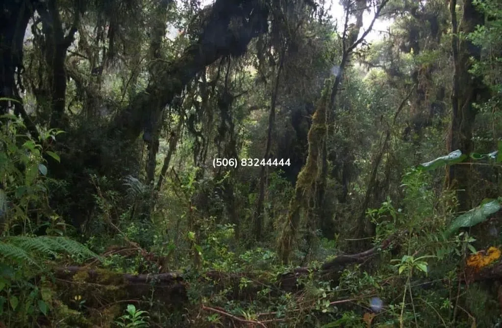 LAND FOR SALE IN CERRO DE LA MUERTE — photo 4