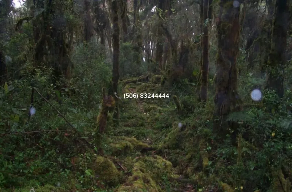 LAND FOR SALE IN CERRO DE LA MUERTE — photo 5