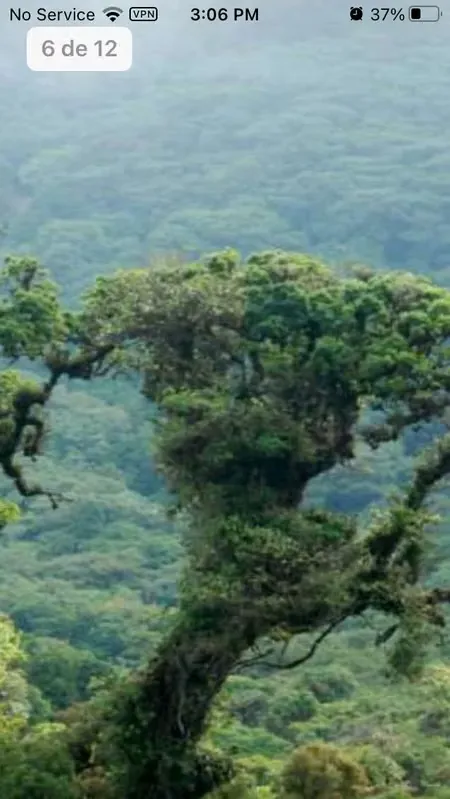 TF-#134 AVI Finca for conservation Braulio Carrillo Forest, Heredia.