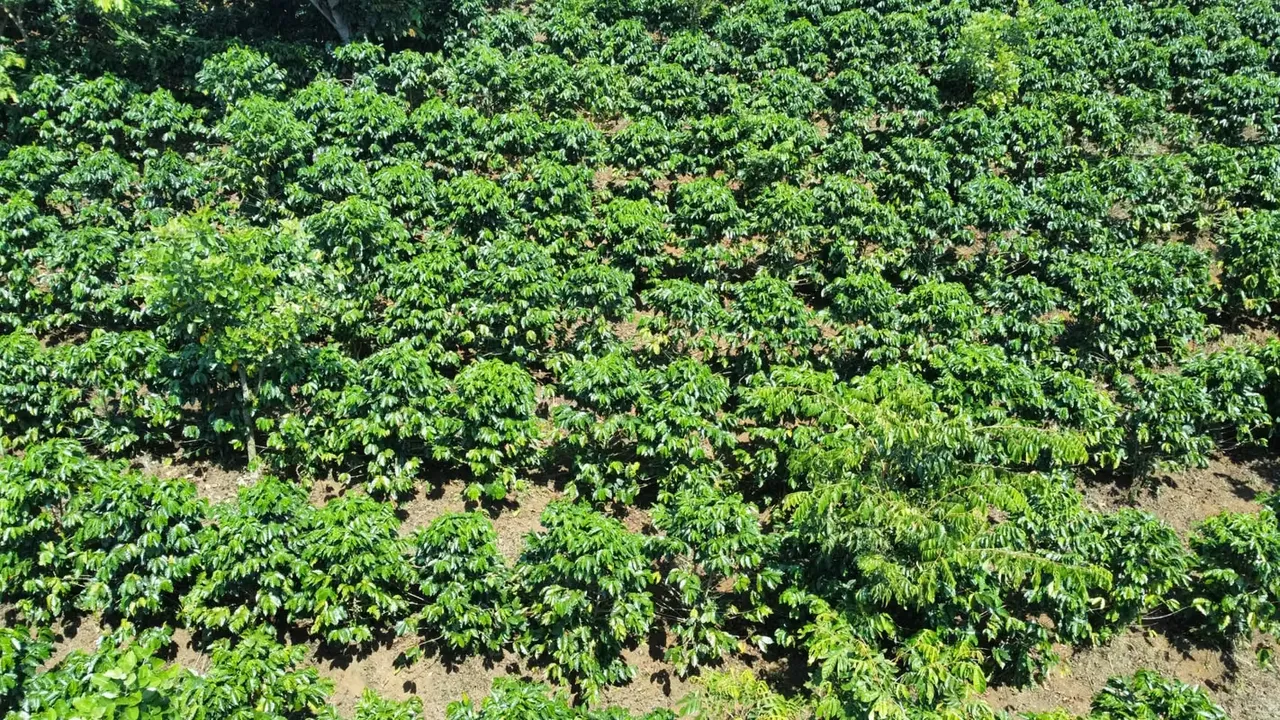 Finca en venta, Alajuela, Naranjo