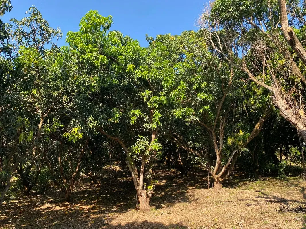 SE VENDE LOTE EN OROTINA