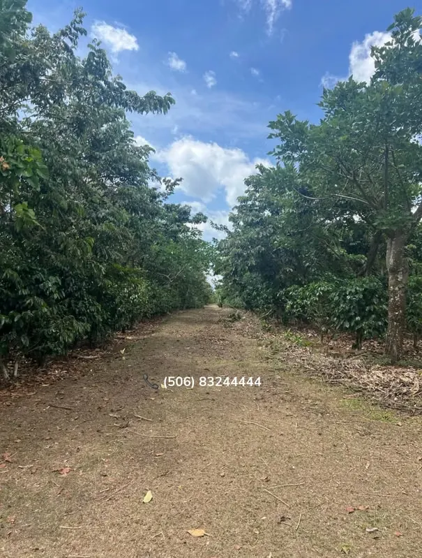PROPERTY FOR SALE IN SAN RAMÓN, ALAJUELA