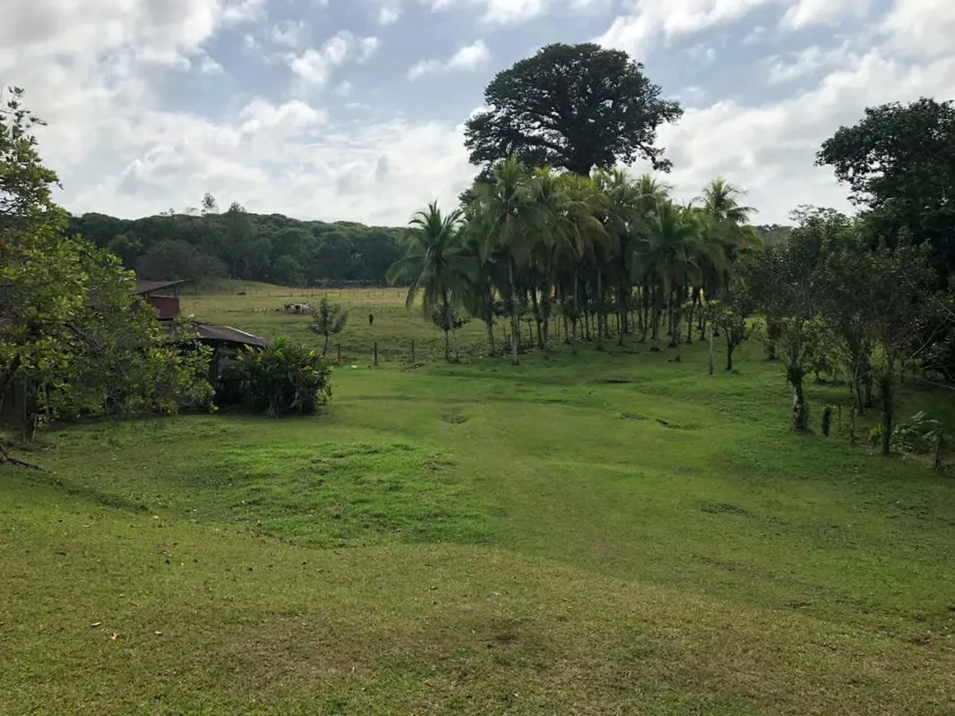 Here you will find a little bit of everything: forest, wetlands, pastures and access to the Sarapiquí River. The properties are together and free of encumbrances. They have no water or ...