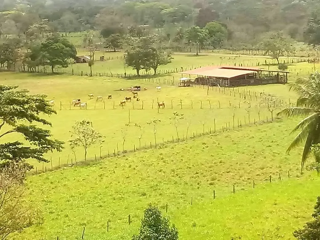 For sale farm cattle San Carlos with financing