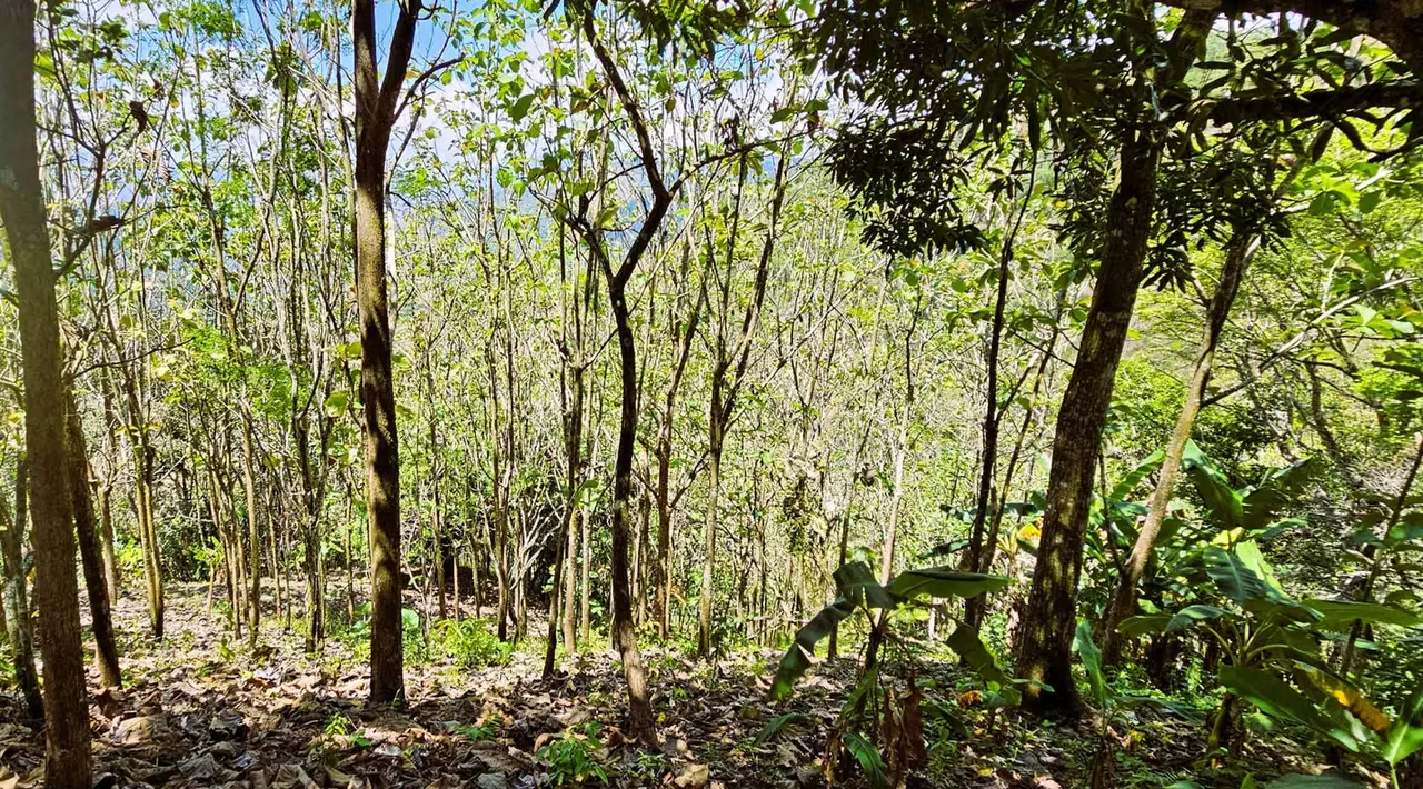 Farm for Sale in Puriscal Panoramic Views Natural Springs — photo 3