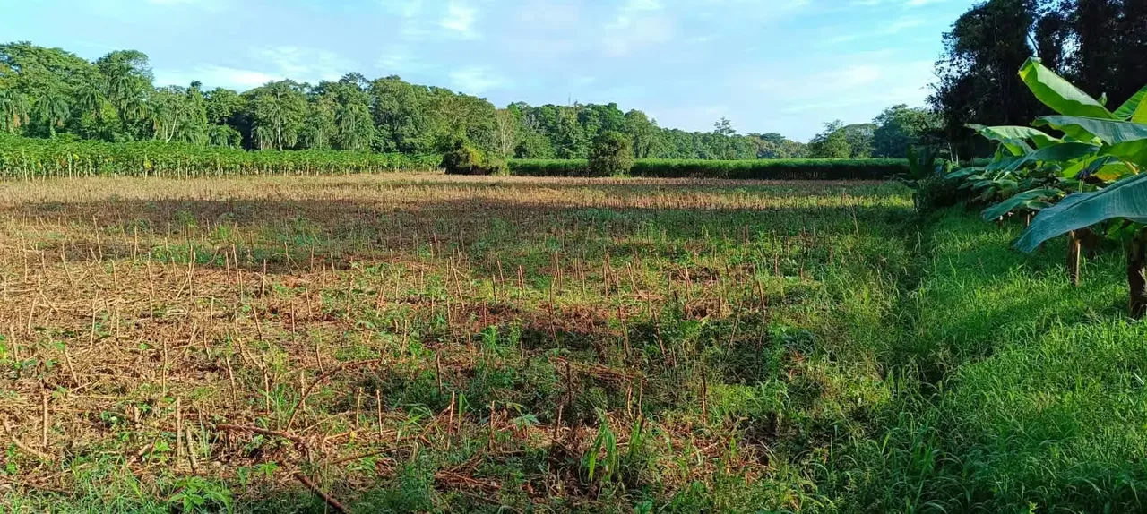 Land for sale of 77 thousand square meters