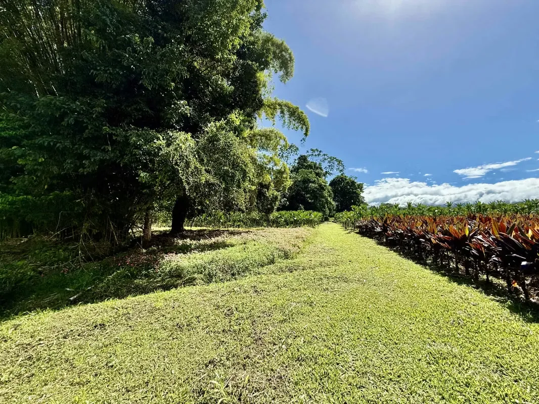 Outstanding Opportunity | Farm for Sale in Guápiles - Limón — photo 5