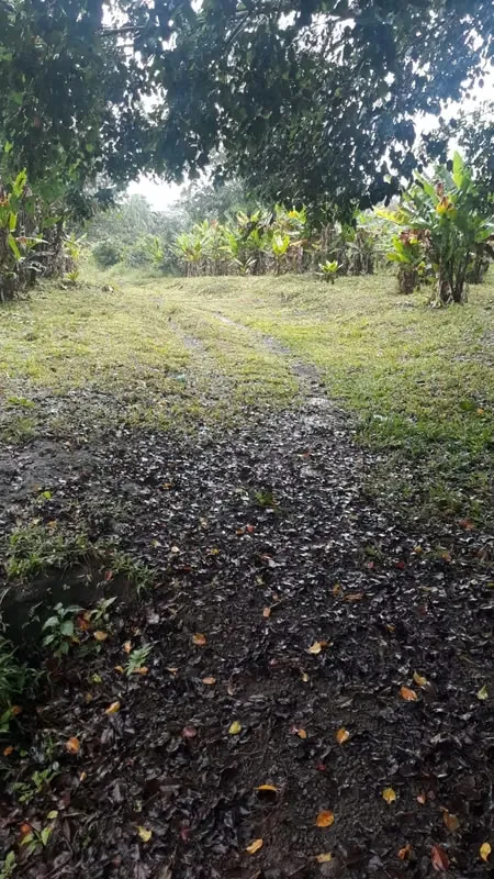 Farm for sale in La Fortuna, 2.5 hectares with views of Arenal Volcano, photo 2