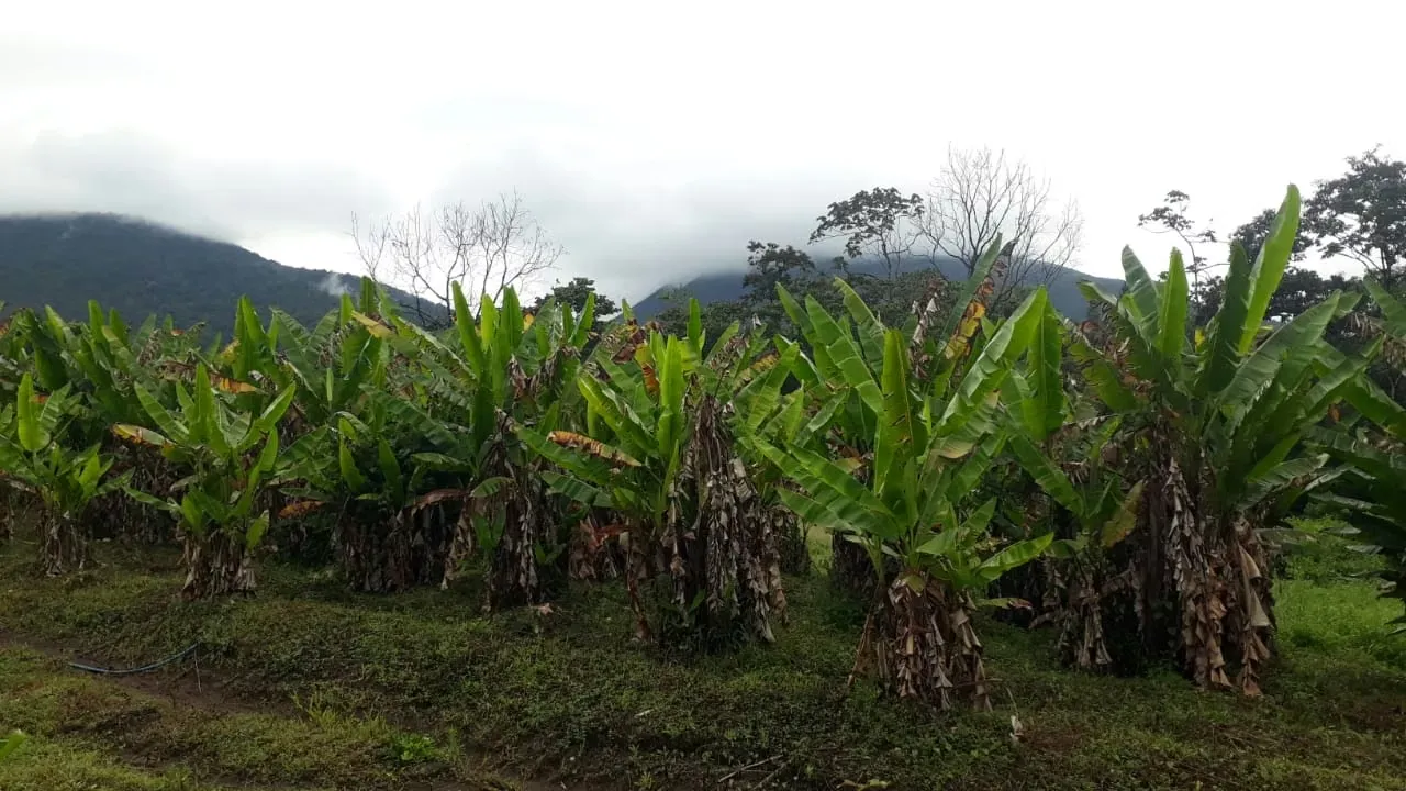 Farm for sale in La Fortuna, 2.5 hectares with views of Arenal Volcano, photo 4