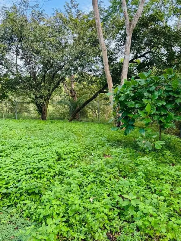 The lot has a highly regular topography with a lynched view of ...