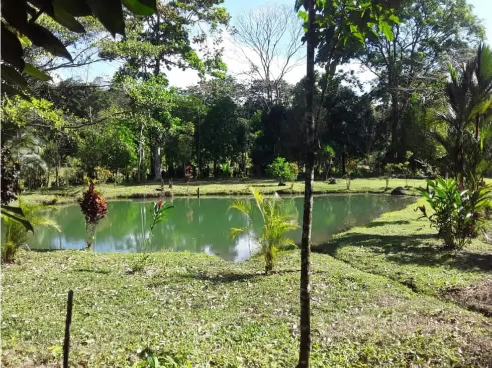 SALE OF FARM, MIXED USE, ALAJUELA, SAN CARLOS, TIGRA